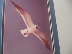 Wildlife Photographer William Weber Matted Seagull Signed-New, Geese, Marred Owl