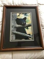 «BLACK BEAR CUB CHIN UP» OPEN EDITION FRAMED PHOTOGRAPH BY CHET DOWELL