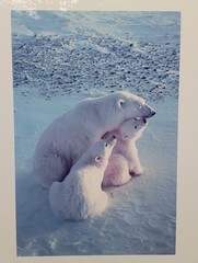 THOMAS MANGELSEN MOTHER’S LOVE – POLAR BEAR Mom & 2 CUBS LARGE Poster 24″ x 37″