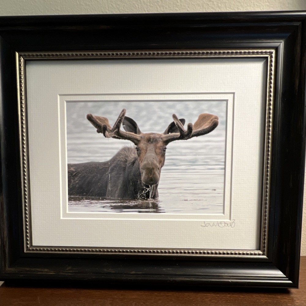Lori A. Davis Signed Framed ‘Milton’ Moose Wildlife Giclée Photograph Color