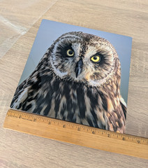 Hawaiian Short-Eared Owl Close Up Prof Photo 8×8 on Metal Plate Leighton Lum