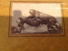 Vtg Antique Africa Photographs Signed J K Nature Leopard Snake Buffalo Swahili 4