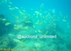 Digital Image Picture Photo Pic Andaman India underwater coral life scuba AND073