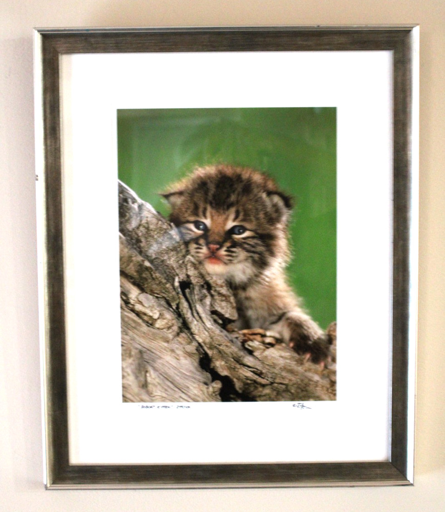 BOBCAT KITTEN Wildlife Baby Photography 249/450 Signed Matted Framed 18×15 Sweet