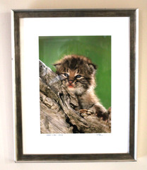 BOBCAT KITTEN Wildlife Baby Photography 249/450 Signed Matted Framed 18×15 Sweet