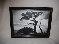 «Cypress Silhouette» Monte Nagler Poster Print 11″x9″ B & W Framed Photo w Glass