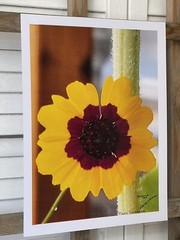 Landscape photograph- Plains Coreopsis 8.5×11
