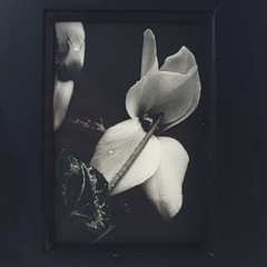 Steven Michael Bogdonas | Original Hand-Printed Photo of Flowers, 8″ x 10″