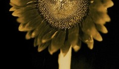 CHUCK CLOSE ‘Sunflower’, 2006/2011 SIGNED Photograph 24 x 18 in. #32/60 **NEW**