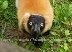 Original ACEO 2.5 x 3.5 in. photo fine art print RUFFED LEMUR tri-colored Animal