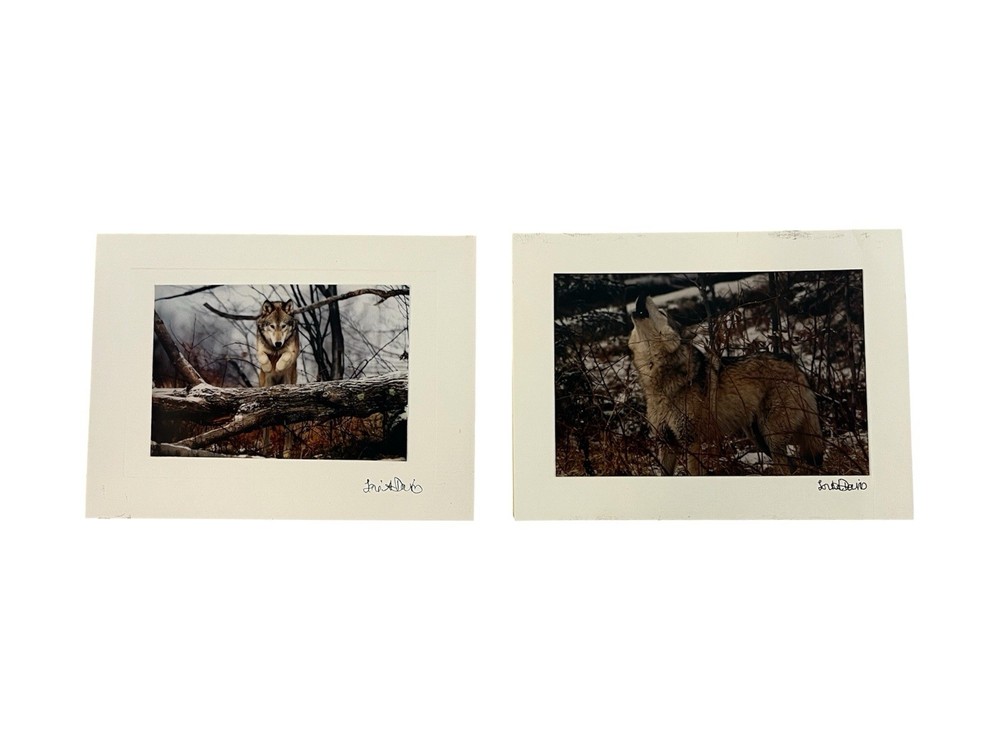 Pair Of Lori Davis Wildlife Photographer Photo Note Cards – Wolves 6×4