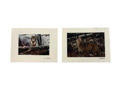 Pair Of Lori Davis Wildlife Photographer Photo Note Cards – Wolves 6×4