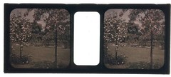 Roses Flowers Garden C1910 Photo Stereo Glass Autochrome Vintage §fn8