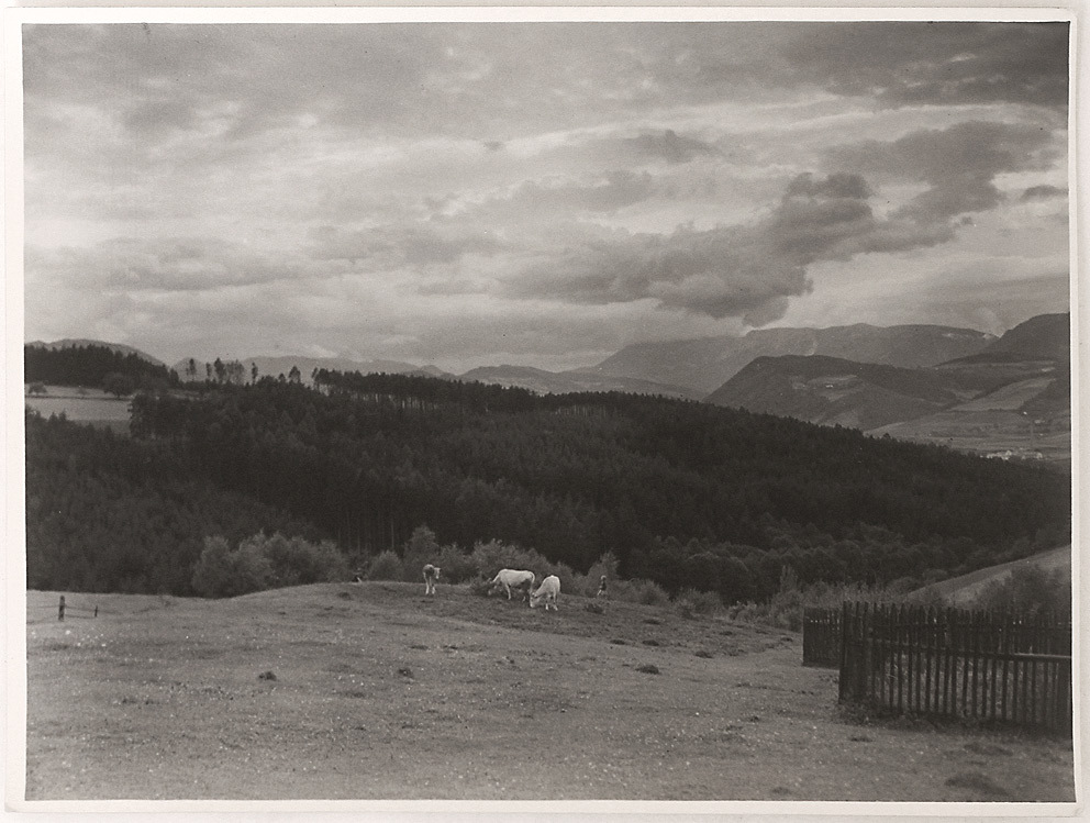 Original vintage 1930s grazing cows, by Erich Smeikal