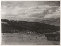 Original vintage 1930s grazing cows, by Erich Smeikal