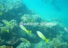 Digital Image Picture Photo Pic Andaman India underwater coral life scuba AND099