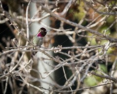 Digital Image Picture Photo Wallpaper: Hummingbird on the Bare Tree Branches
