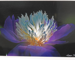 Perfect #16 of 250 18″x24″ Color Photograph Professional Frame Mat Flower