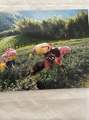 Picking Tea Taiwan Photo 12″ x 18″