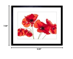 The Art Stop Photo Nature Flower Poppy Heads RED Petals Framed Print F97X5428