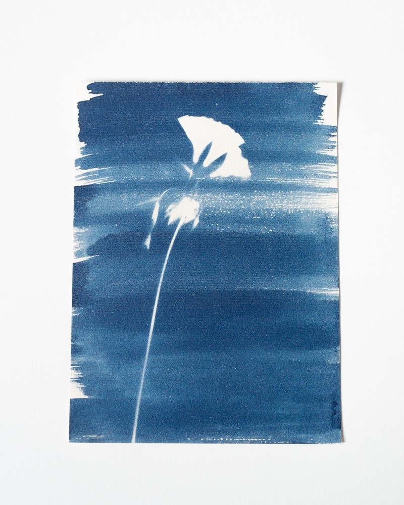 Flower|Cyanotype Botanical Print | Handmade Blue Photographic Art | 15×20 cm