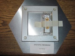 EVENING PRIMROSE, wall hanging, Printed-on-metal hexagon, Photo, 11×9.5 inches