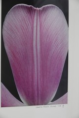 ARTIST PHOTOGRAPHER SIGNED AMALIA ELENA VERALLI PHOTO BOTANICAL TULIP PETAL 2002