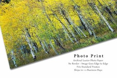 Aspen Tree Grove Autumn Rocky Mountains Colorado Nature Photography Print
