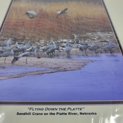 PHOTOGRAPHY Art Prints Lot 4 Vintage BIrds Birding Nature Photos – HW028
