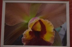 Set of (2) Hawaiian Flowers Orchid & Plumeria Photos By Michael Cheang