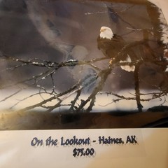L@@k!!! BALD EAGLE PICTURE «On The Lookout» WILDLIFE 20″ Wide X 16″ Tall