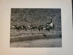 NOW BE CAREFUL GEESE ORIGINAL SIGNED ART PHOTO B&W STETTNER VTG MATTE NJ CAMERA