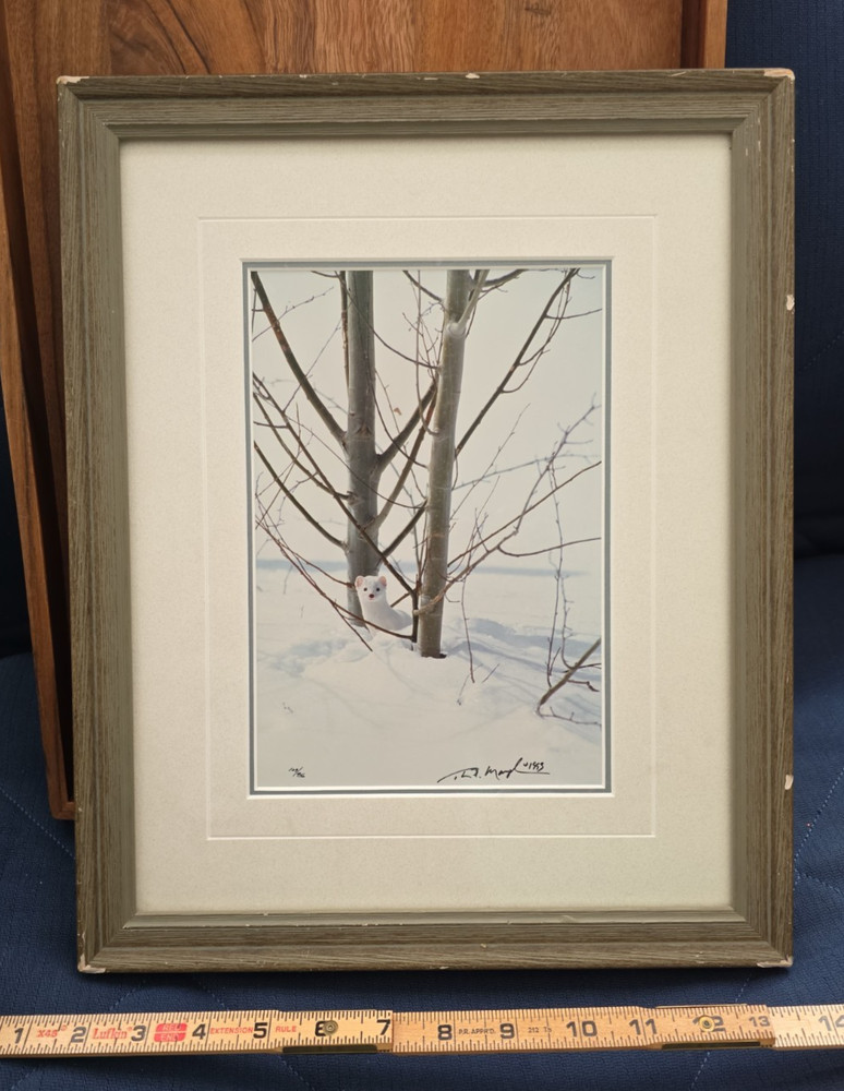 Thomas Mangelsen – Ermine in Trees (Signed 1999) 10×14 Framed