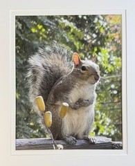 Hungry Squirrel Digital Watercolor Original Photograph 8 X 10 Mat 11 X 14 Signed