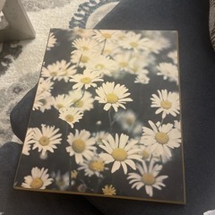 1973 Vintage Daisies Photo Print – Fine Art Plaques Studio One