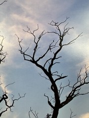 Patricia McGrady Photography – “Two Trees” – Gorgeous Art