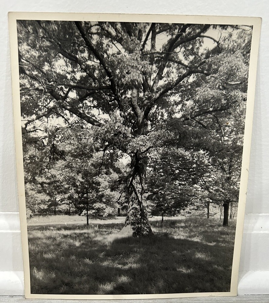 Arthur Gray Standard Oil Photographer Cleveland Ohio Americana Tree In Woods!!!