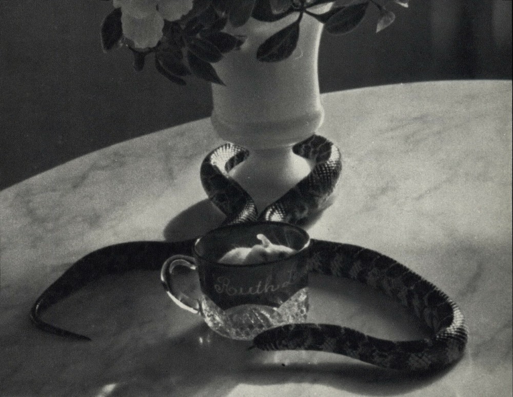 1960 1972 Andre Kertesz Flower Vase Still Life & Snake Art Photo Photogravure