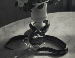 1960 1972 Andre Kertesz Flower Vase Still Life & Snake Art Photo Photogravure