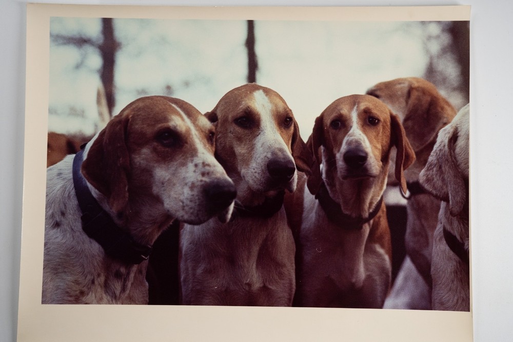 Vintage Analog Photo France Hunting Foxhunting Horse 24X30Cm 1970