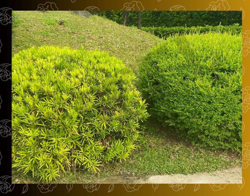 Verdant Park Landscape in the Philippines – Ideal for Nature and Outdoor Decor