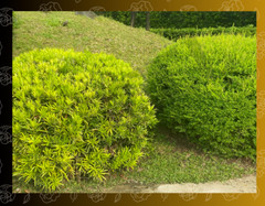 Verdant Park Landscape in the Philippines – Ideal for Nature and Outdoor Decor