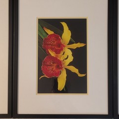 Jack Lima Signed Botanical Flower Photo Triptych Set of 3 Matted & Framed