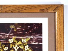 Vtg «Canadian Dogwood» 8×10 Photograph, Signed, Matted & Framed (13×16) LEE MANN