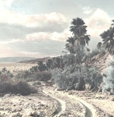 Lg VTG J.M. Garrison Hand Tinted Oil Color Photo Palm Canyon 15.5”x21.5” VGC