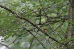Prothonotory Warbler Photo, Pick One Image – Various Sizes