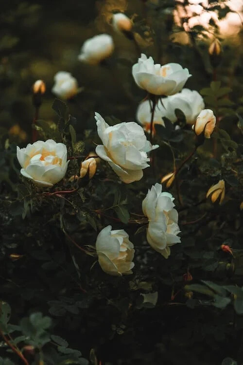 Digital Image Picture Photo Pic Wallpaper Background White Rose Garden 59
