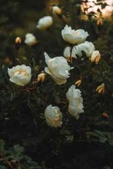 Digital Image Picture Photo Pic Wallpaper Background White Rose Garden 59