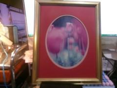 tulip framed photograph dan richards signed