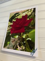 Garden Rose #1 – landscape photography 8.5X11